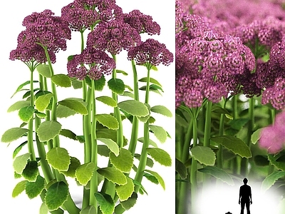 草