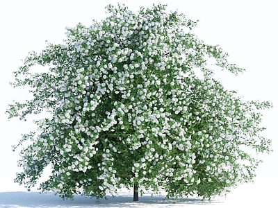 草