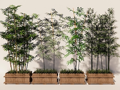 竹子 竹子 竹子植物 竹子大全 竹子绿植 竹子花箱种植