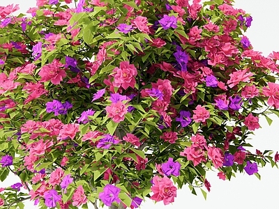 灌木 山茶花 月季花 三角梅 映山红 花树