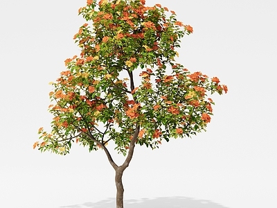 乔木 山茶花 月季花 三角梅 锦带花 开花树