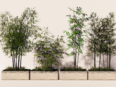 竹子 竹子 竹子植物 竹子绿篱景观 竹林竹海 竹子种植池