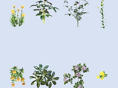 花草组合 花 野花 绿植