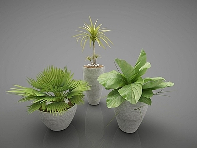 现代装饰植物