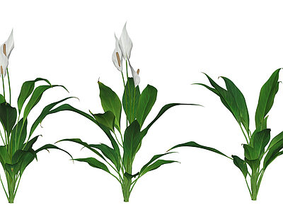 花草 花境 盆栽花草 白鹤芋
