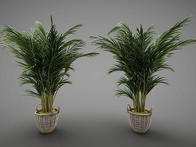 现代装饰植物
