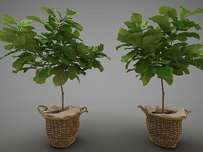 现代装饰植物