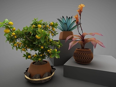 现代装饰植物