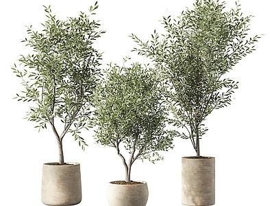 盆栽 现代植物盆栽
