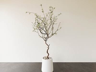 盆栽 盆栽 花盆 植物