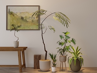 盆栽 现代植物盆栽组合