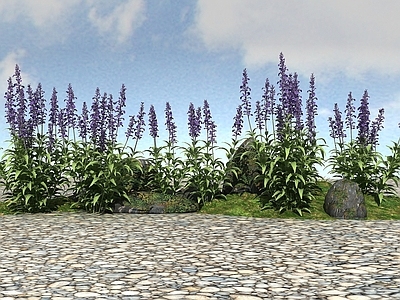 现代办公桌 景观植物鼠尾草