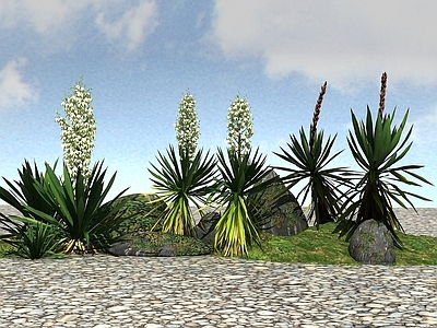 现代办公桌 景观植物丝兰