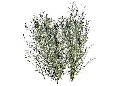 现代小草