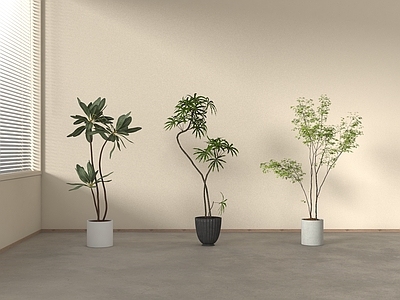 盆栽 绿植盆栽