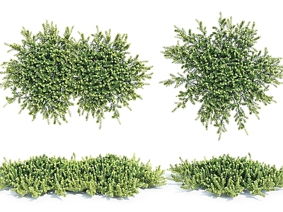 现代办公桌 现代植物灌木花草
