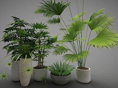 现代绿色植物盆栽