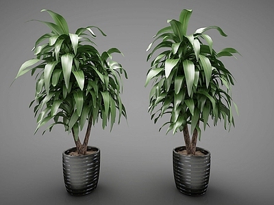 现代绿色植物盆栽