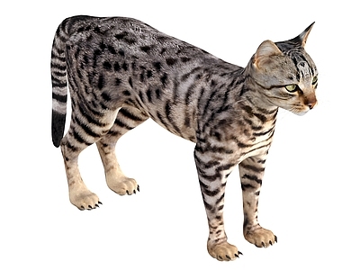 其他动物 狸花猫 宠物猫 山猫 猫咪 小猫