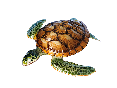 水生动物 海龟