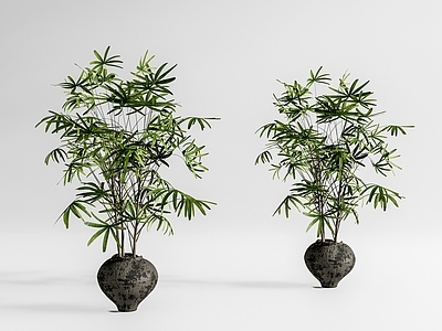 盆栽 棕竹盆栽 棕竹家居盆栽 植物盆栽