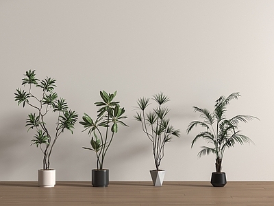 盆栽 现代绿植盆栽组合 陶罐 植物 小