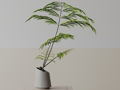 盆栽 现代盆栽