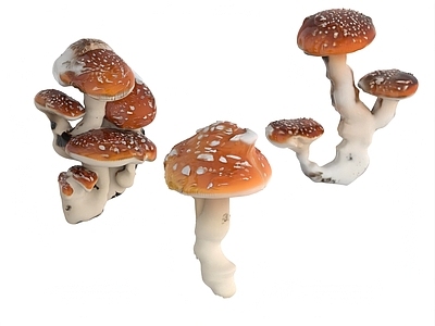 酒水食物 蘑菇 菌菇 菌子