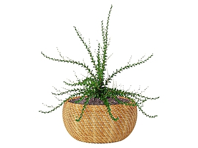 现代佛龛 现代多肉绿植盆栽