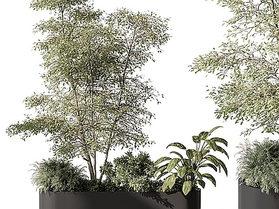 其他绿植 绿植箱