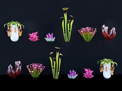 花草 瓶子草 捕虫草 热带植物 奇异植物 猪笼草