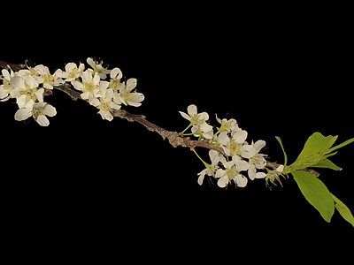 花 梅花 腊梅 扫描梅花 花枝 花