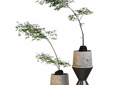 盆栽 现代绿植盆栽摆件 红枫 植物