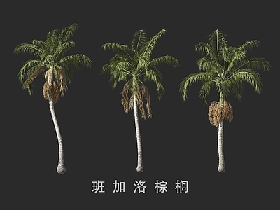 景观树 班加洛棕榈 棕榈