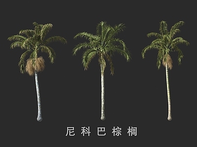景观树 尼科巴棕榈 棕榈