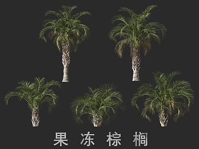 景观树 果冻棕榈 棕榈