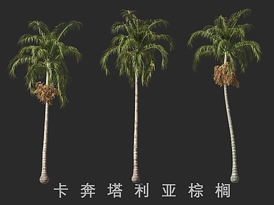 景观树 卡奔塔利亚棕榈 棕榈