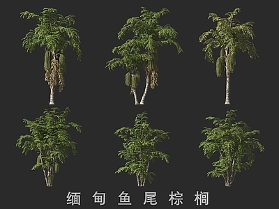 乔木 缅甸鱼尾棕榈 棕榈