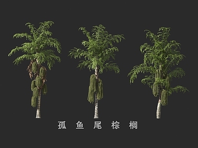 乔木 孤鱼尾棕榈 棕榈