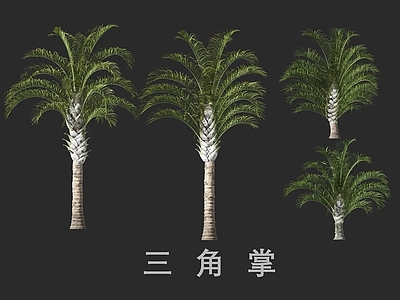 景观树 三角掌 棕榈