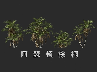 景观树 阿瑟顿棕榈 棕榈