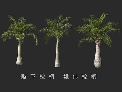 景观树 陛下棕榈 棕榈