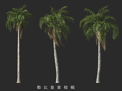 乔木 勒比皇家棕榈 棕榈