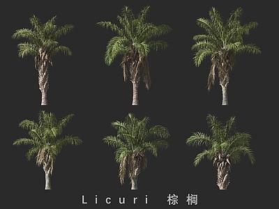 景观树 Licuri 棕榈