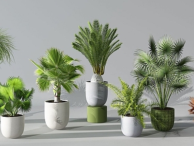 现代植物