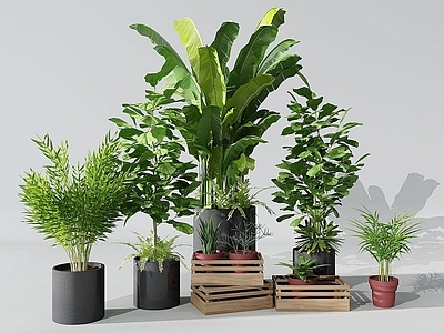 现代植物