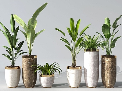 现代植物
