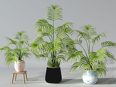 现代植物