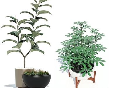 现代植物