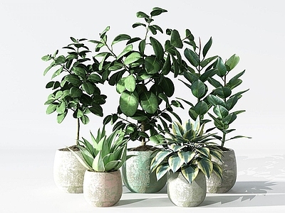 现代植物